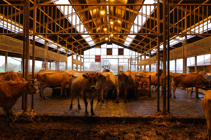 De Jersey koeien van Remeker in hun ruim opgezette stal die meer op een carpoort lijkt