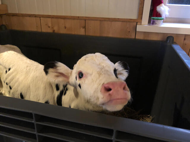 Stip het kalfje! heel lief in de box